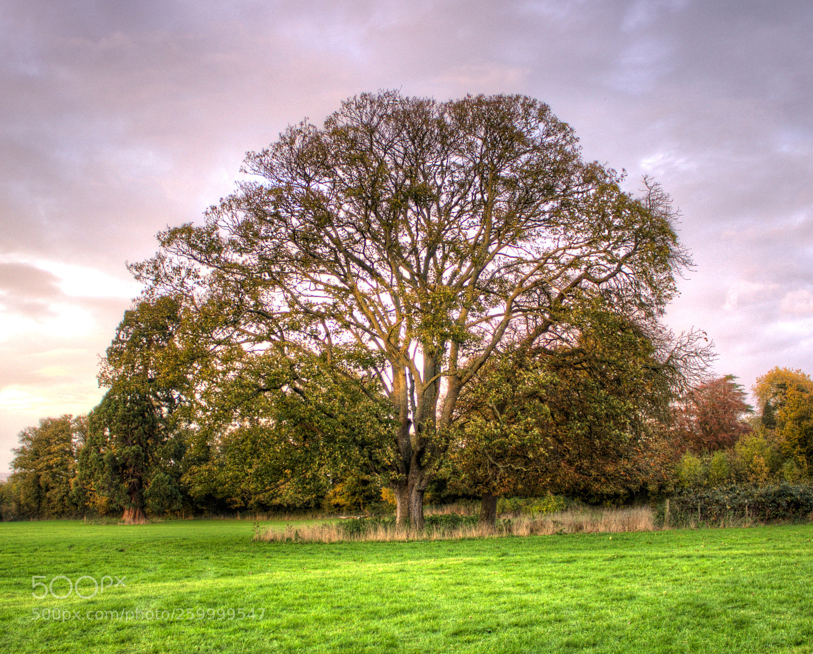 Canon EOS 600D (Rebel EOS T3i / EOS Kiss X5) sample photo. Thornbury tree photography