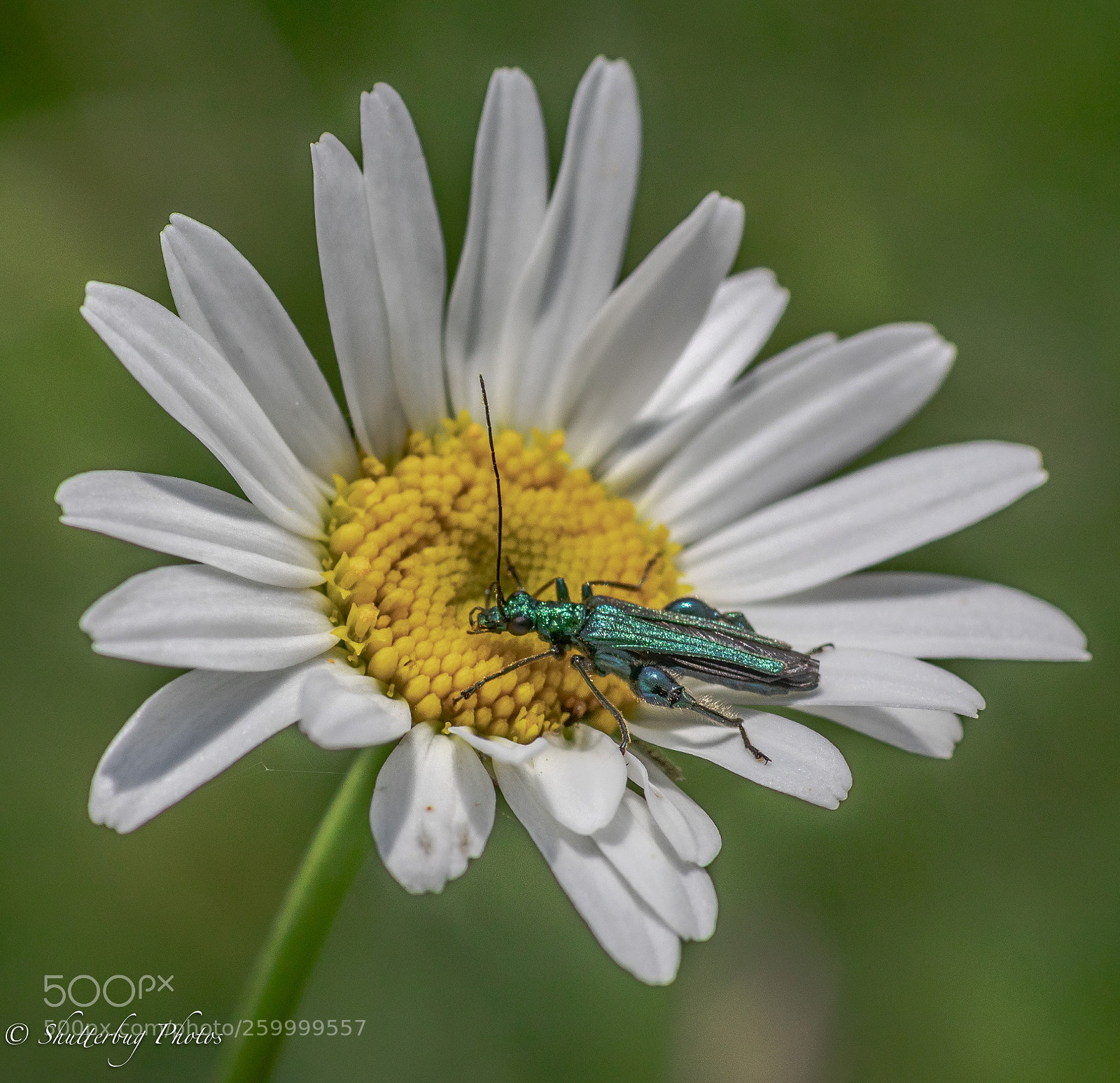 Canon EOS 80D sample photo. Ox eye & beetle photography