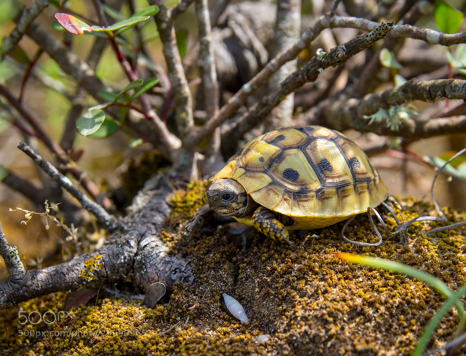 Pentax K-3 sample photo. Testudo hermanni boettgeri photography