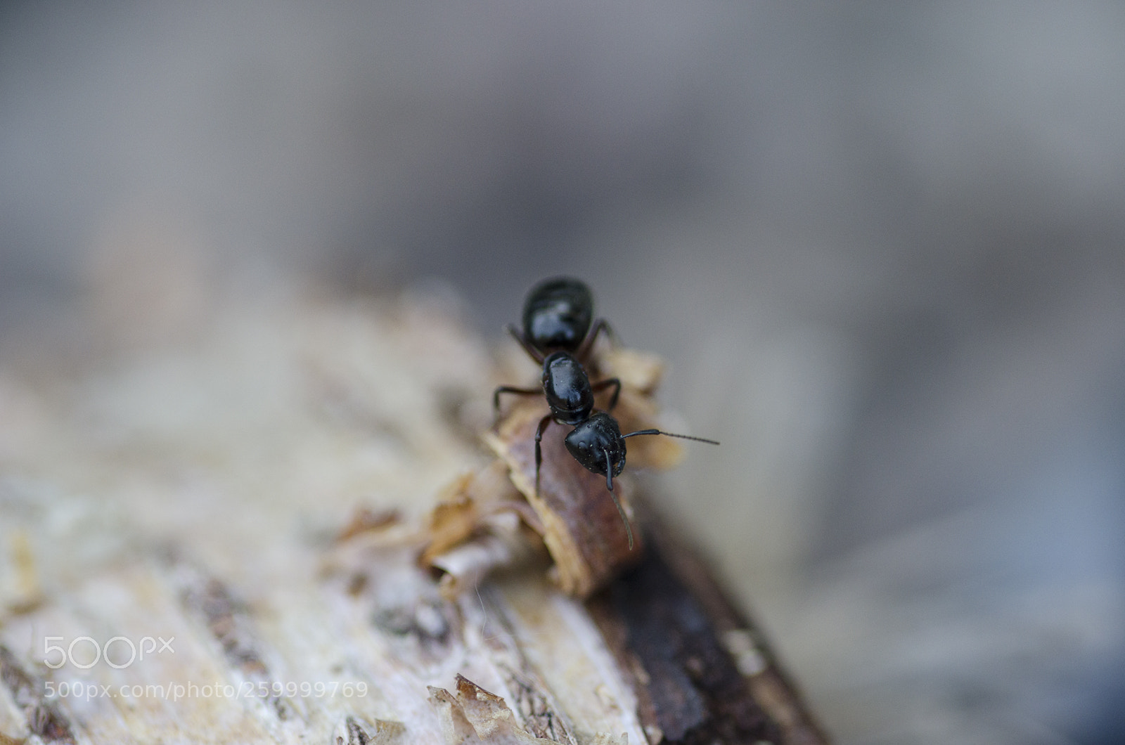 Nikon D7000 sample photo. Big ant photography