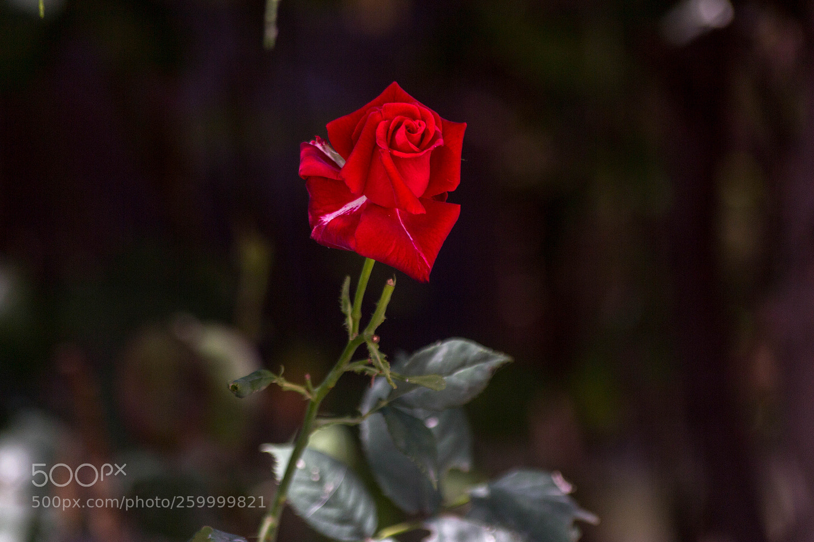Canon EOS 700D (EOS Rebel T5i / EOS Kiss X7i) sample photo. Rose. photography