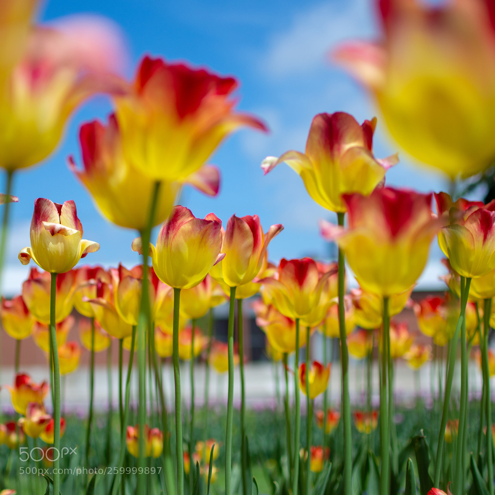 Nikon D7200 sample photo. Spring tulips photography