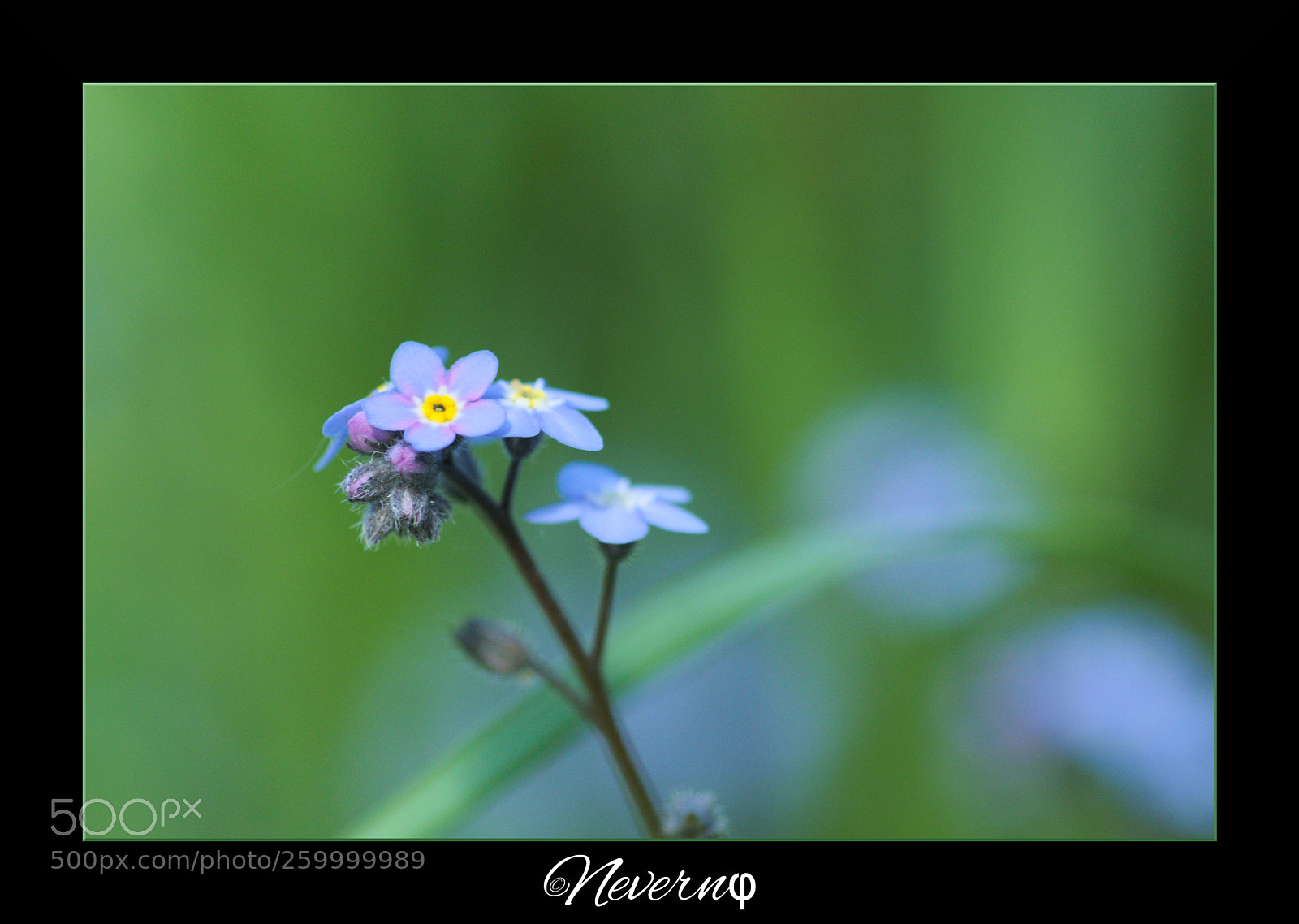 Pentax K-S2 sample photo. Myosotis 2 photography