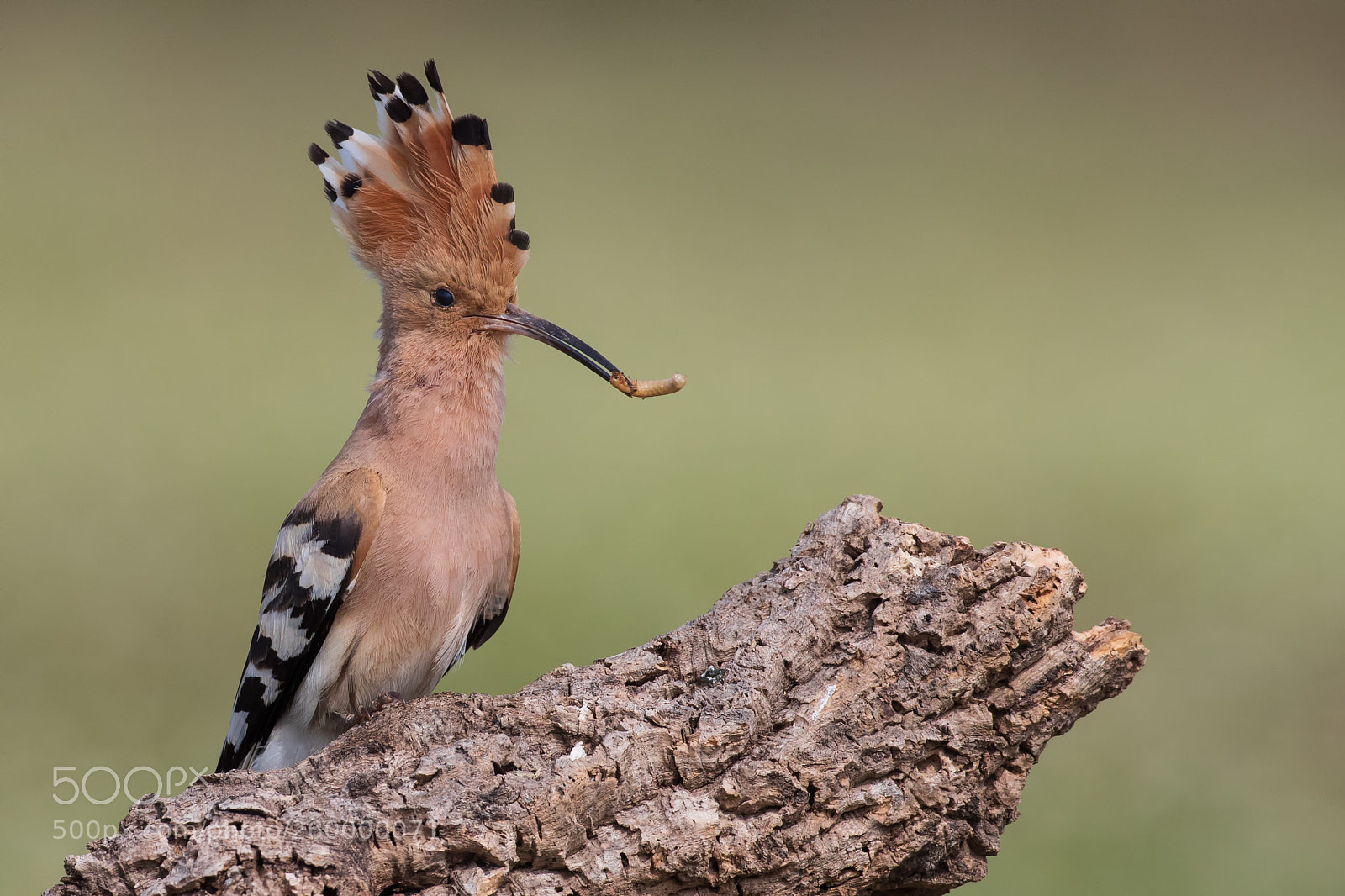 Canon EOS-1D X Mark II sample photo. Hoopoe photography
