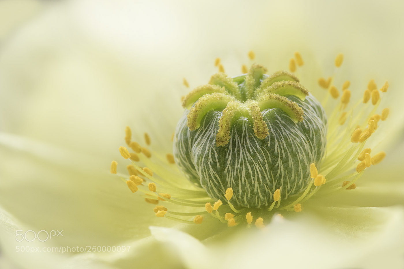 Canon EOS 7D Mark II sample photo. Poppy photography