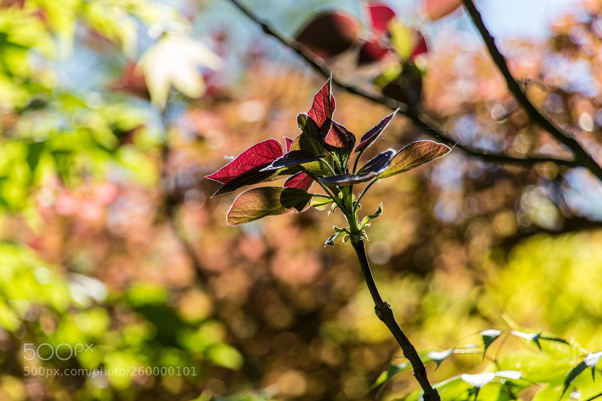 Canon EOS 6D sample photo. Red leaves on a photography