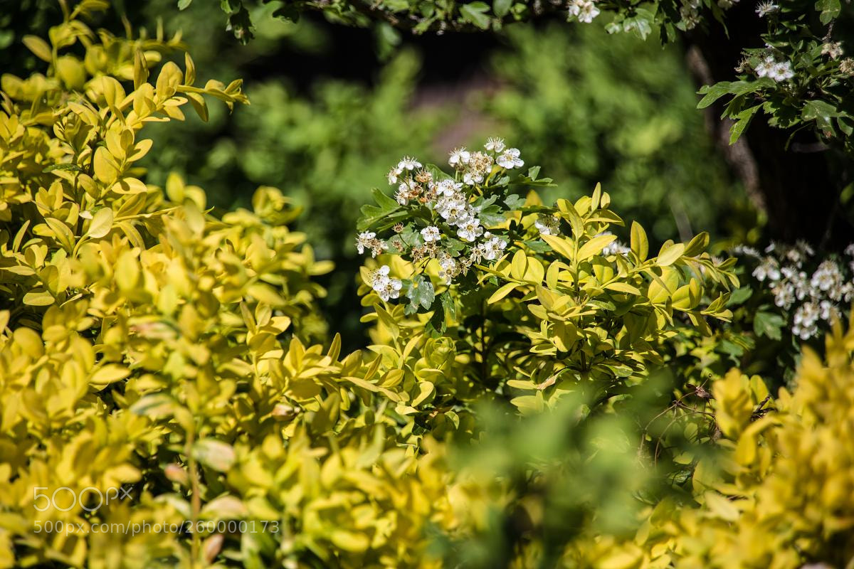 Canon EOS 6D sample photo. White flowers and yellow photography