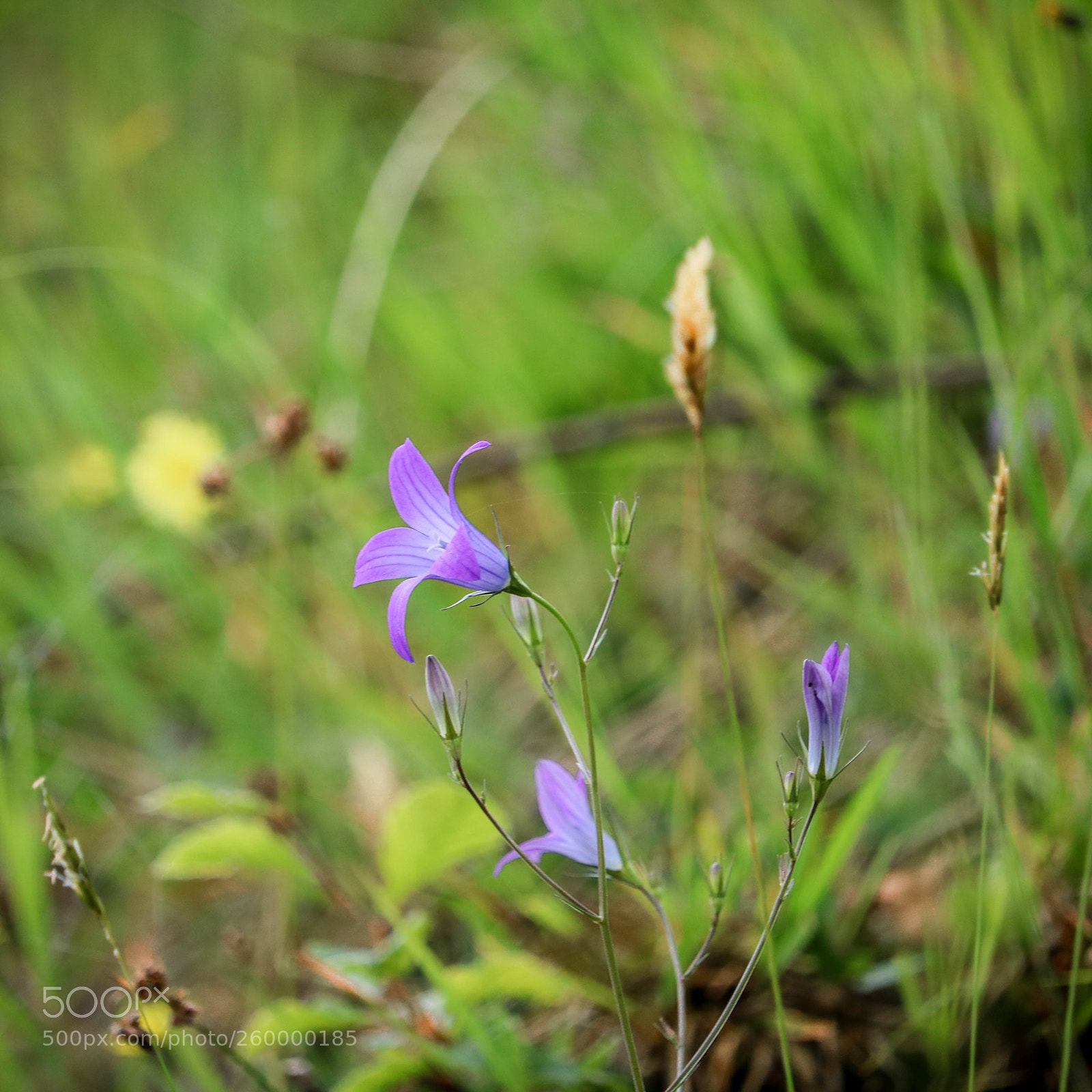 Canon EOS 750D (EOS Rebel T6i / EOS Kiss X8i) sample photo. Zart... photography