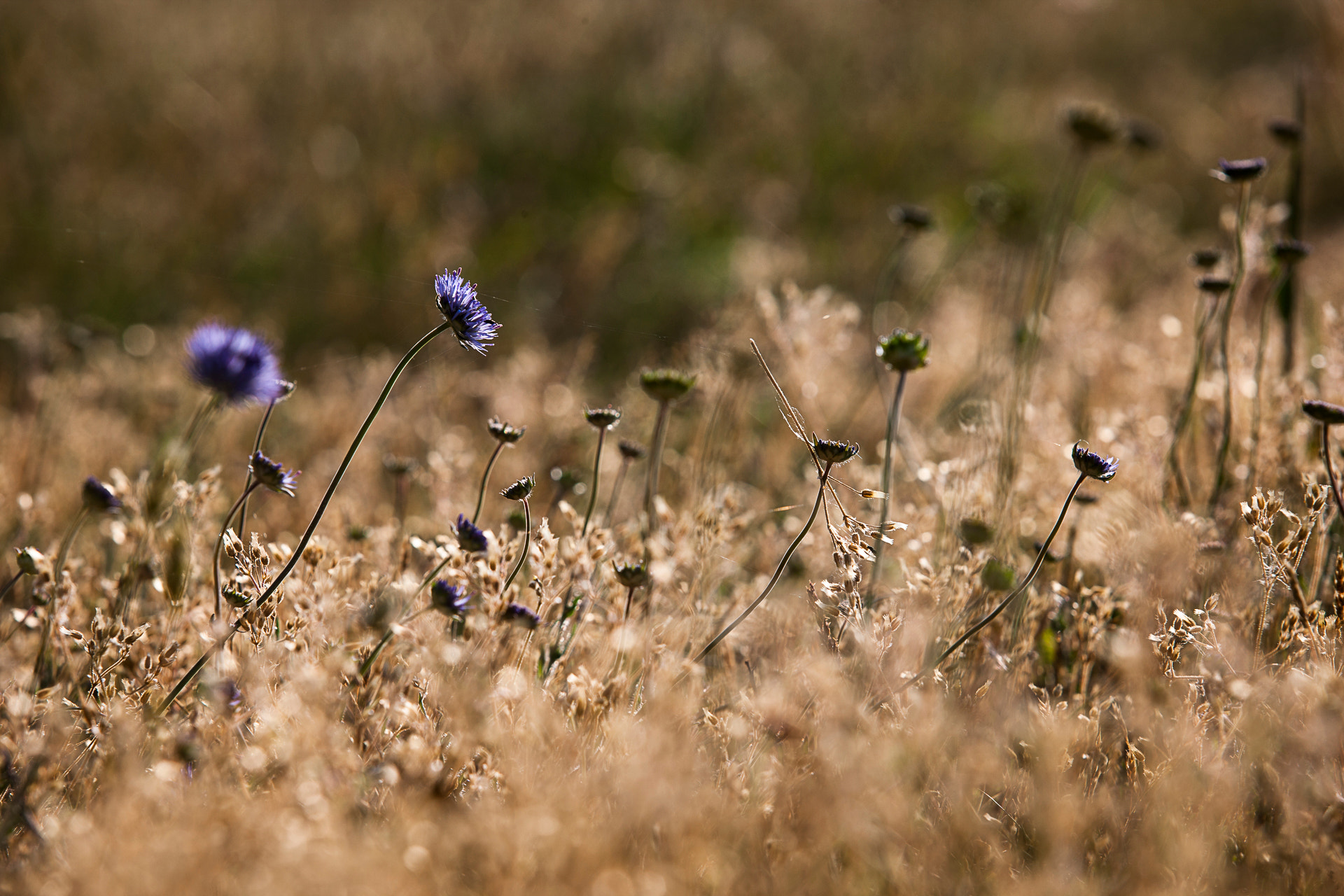 Canon EOS-1Ds Mark III sample photo. Blue flower on dry meadow photography