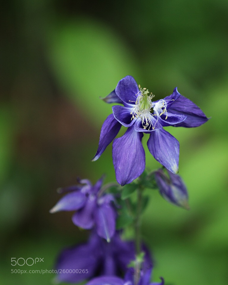 Canon EOS 70D sample photo. Untitled photography