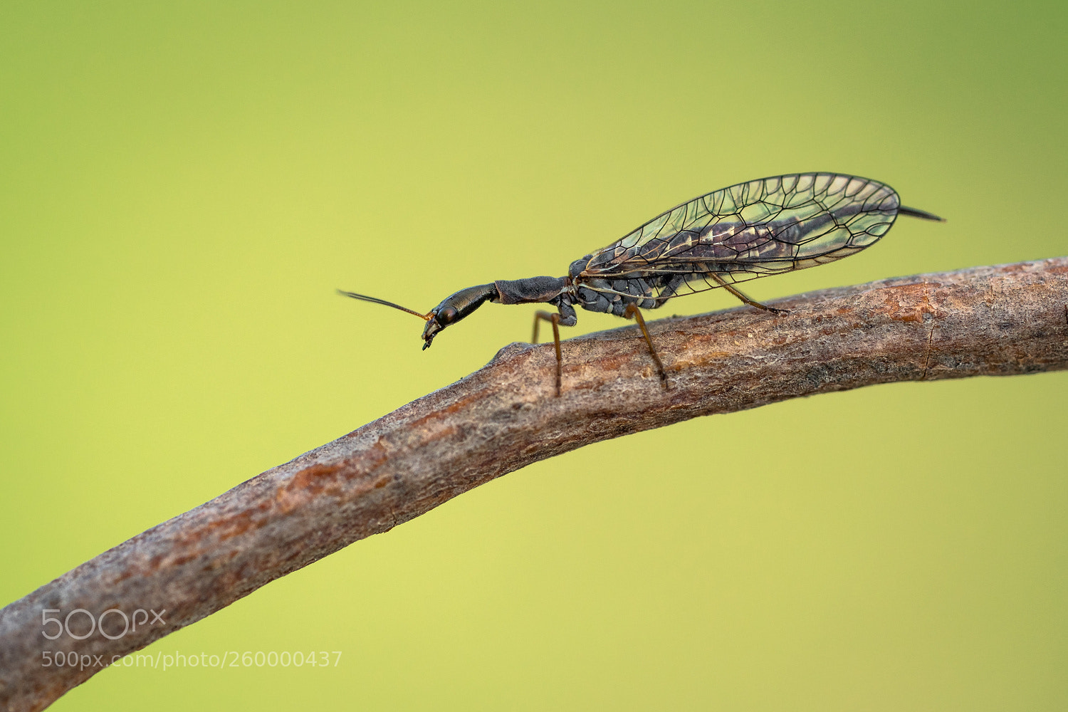 Sony a7 III sample photo. Phaeostigma notata photography