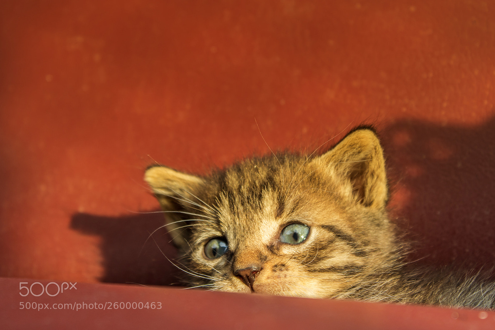 Canon EOS 750D (EOS Rebel T6i / EOS Kiss X8i) sample photo. Blue eyes photography