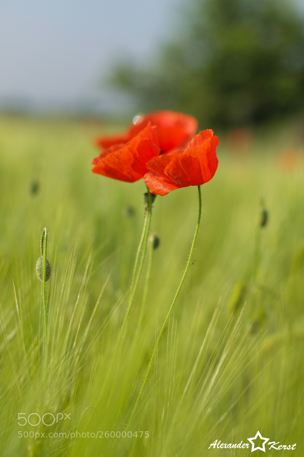 Nikon D7200 sample photo. Papaver photography