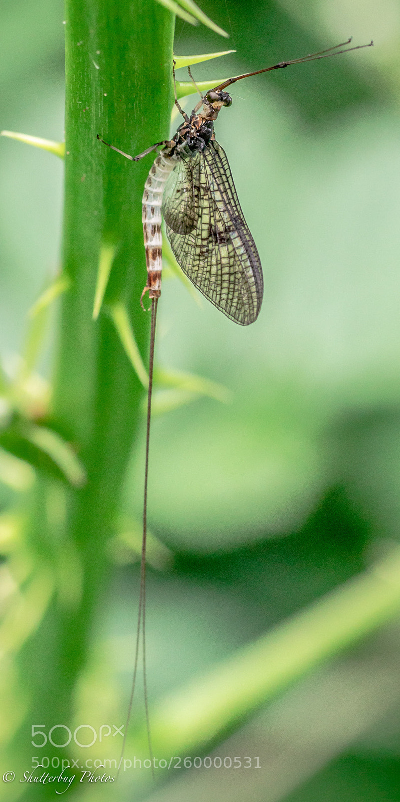 Canon EOS 80D sample photo. Mayfly photography