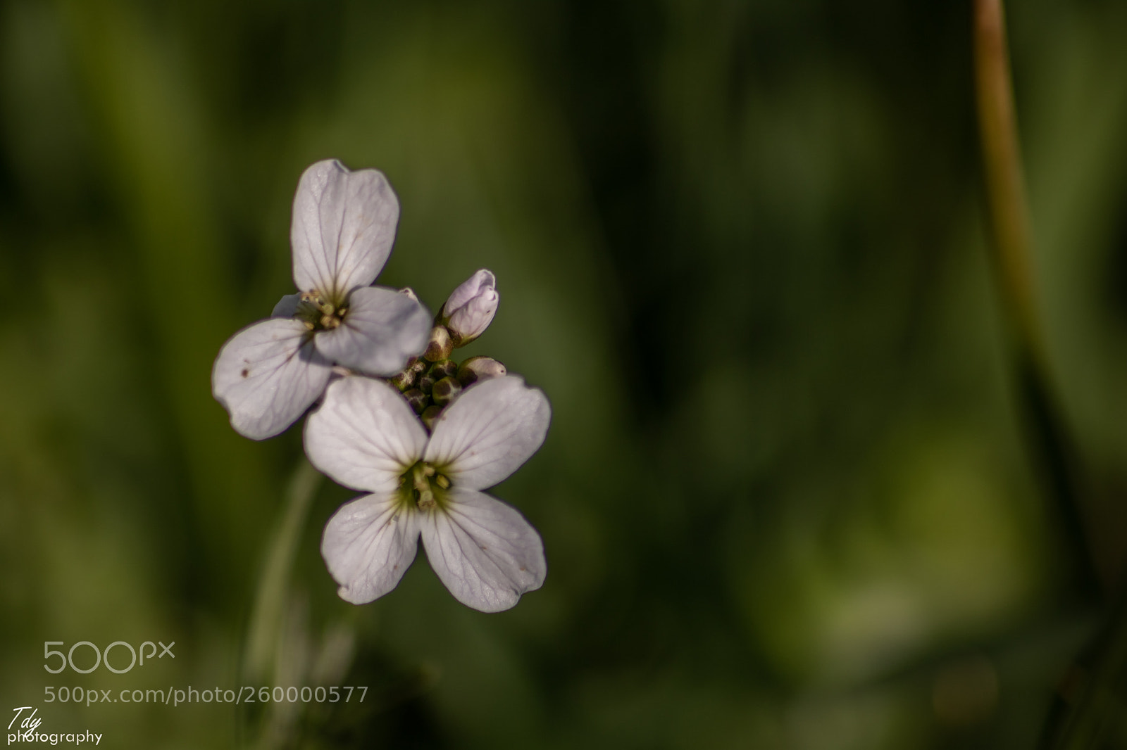 Canon EOS 750D (EOS Rebel T6i / EOS Kiss X8i) sample photo. Arabidopsis thaliana photography
