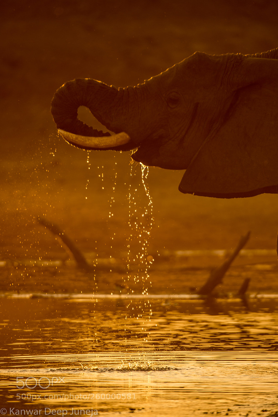 Nikon D5 sample photo. Morning drink photography