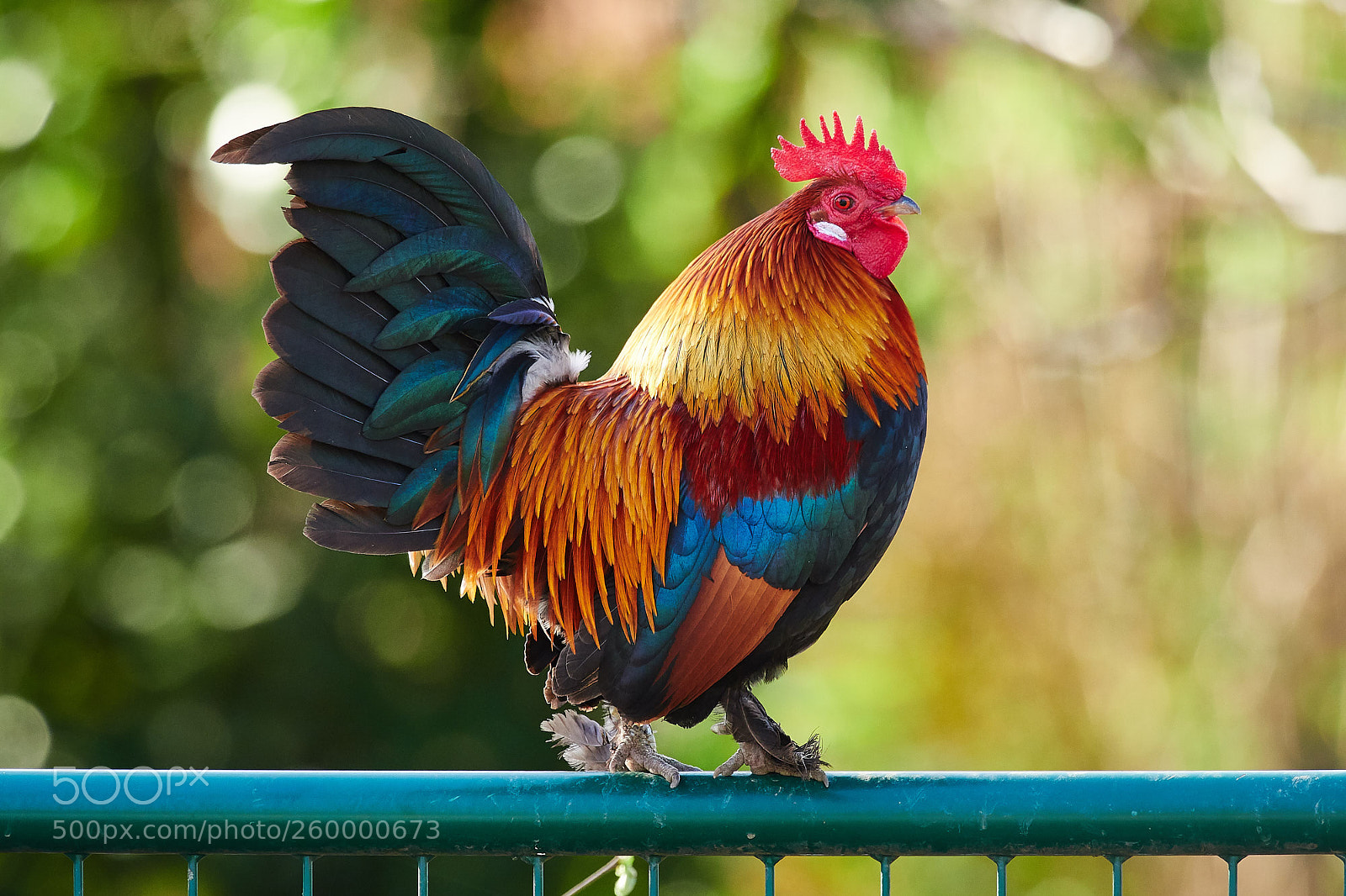 Olympus OM-D E-M1 Mark II sample photo. Der stolze hahn photography