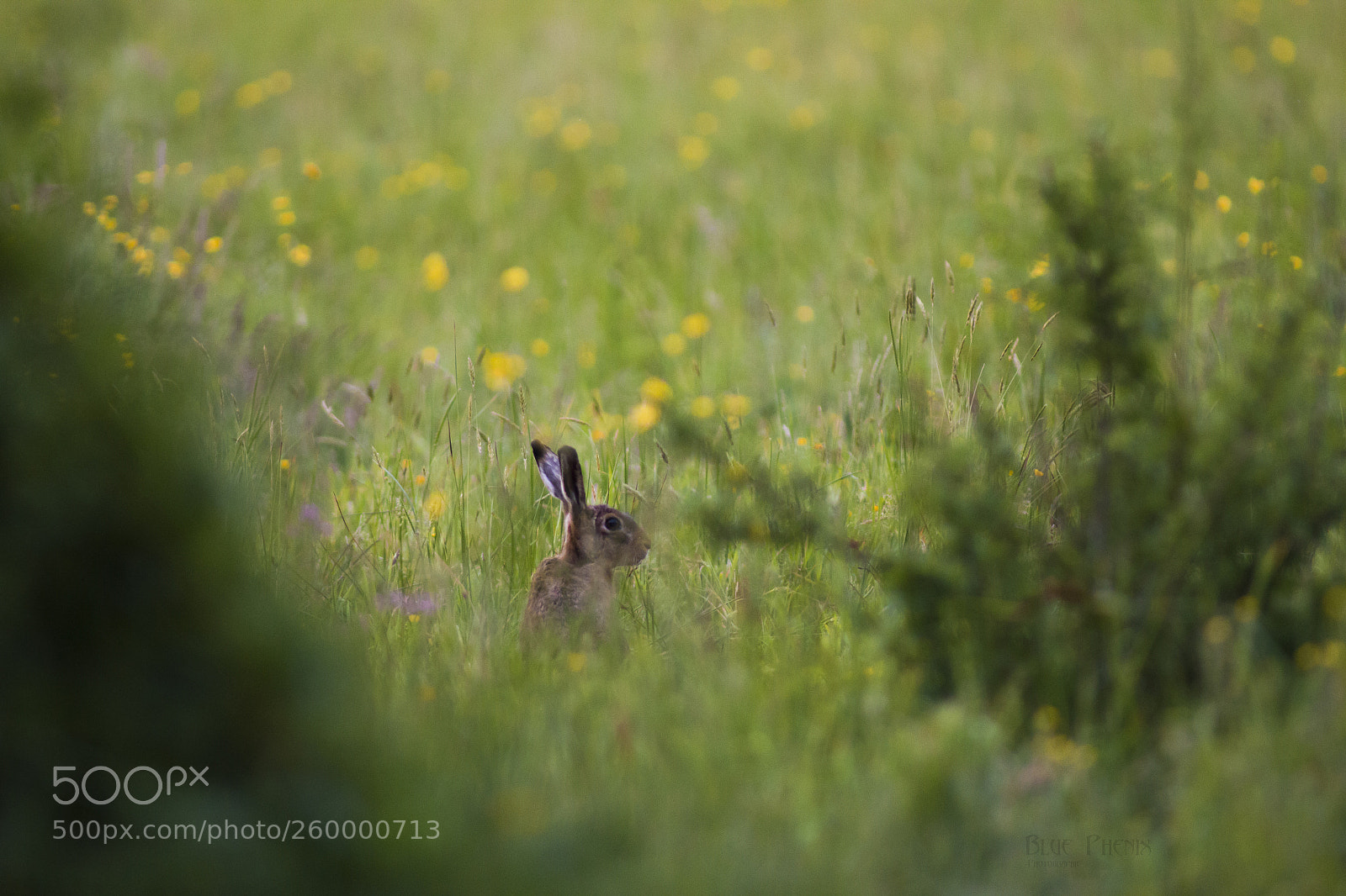 Canon EOS 550D (EOS Rebel T2i / EOS Kiss X4) sample photo. European hare photography