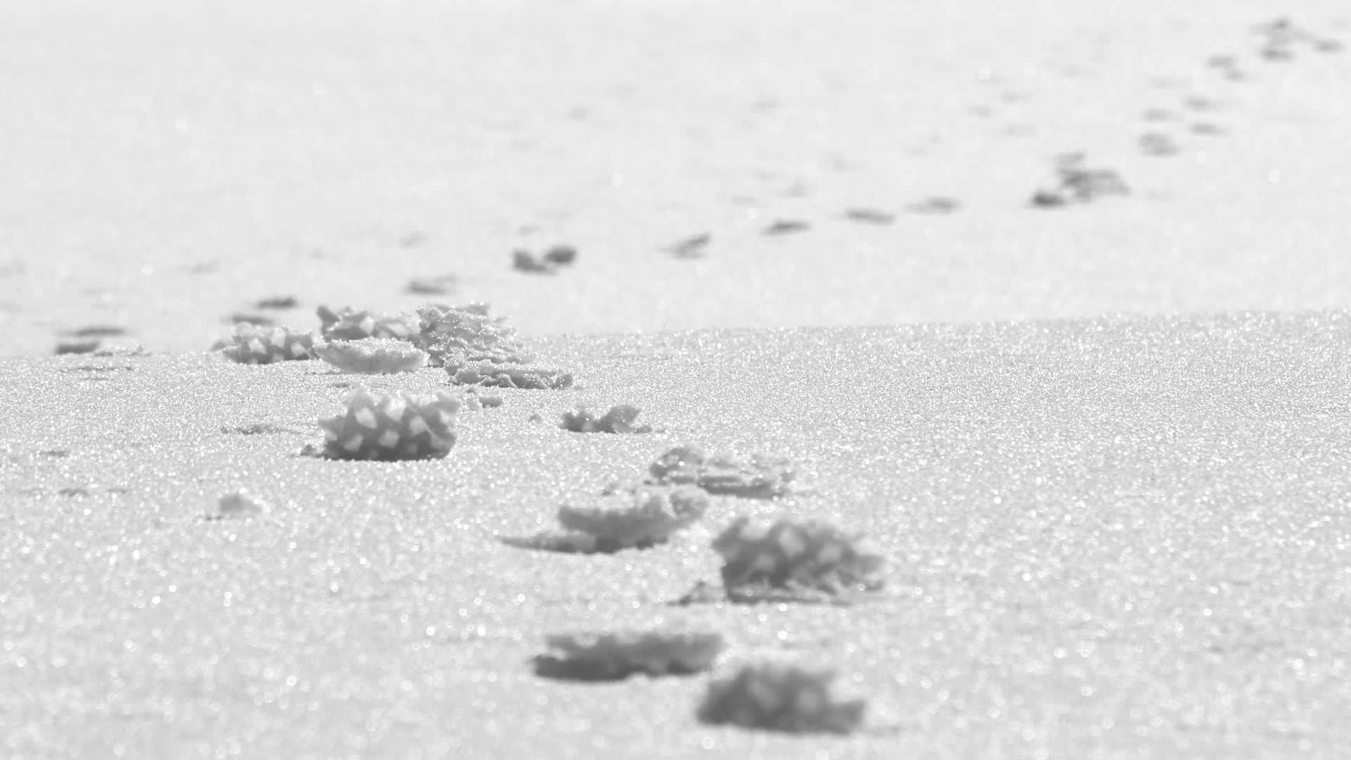 Olympus PEN E-PL5 sample photo. Snow trail photography