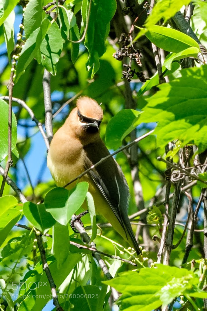 Fujifilm X-T2 sample photo. Masked bird photography