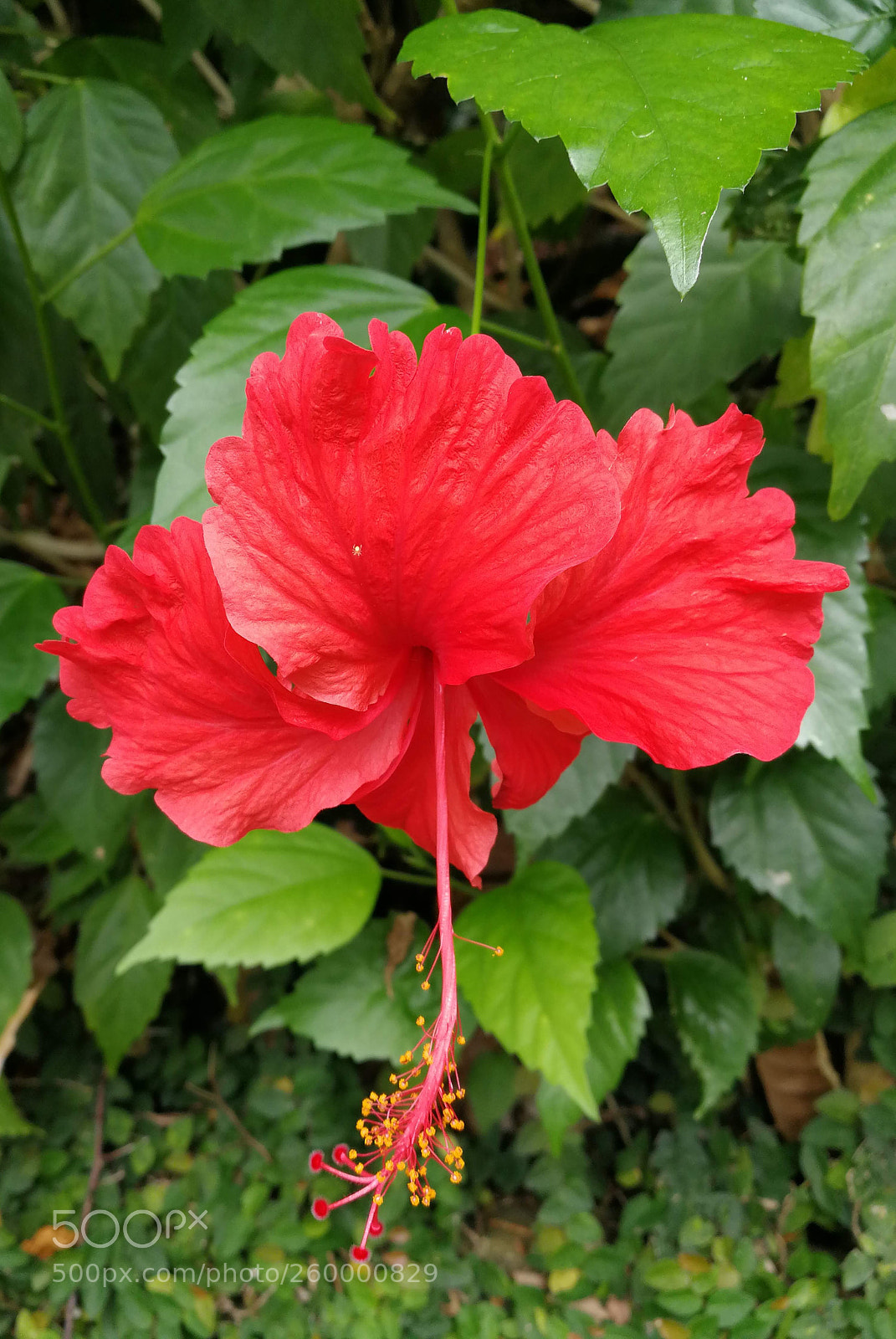 HUAWEI P10 sample photo. Red flower photography