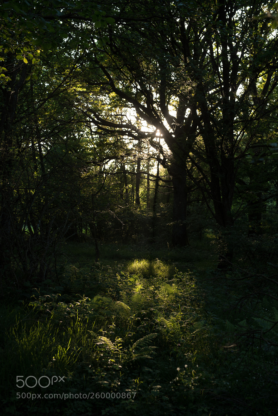 Nikon D750 sample photo. Forest photography