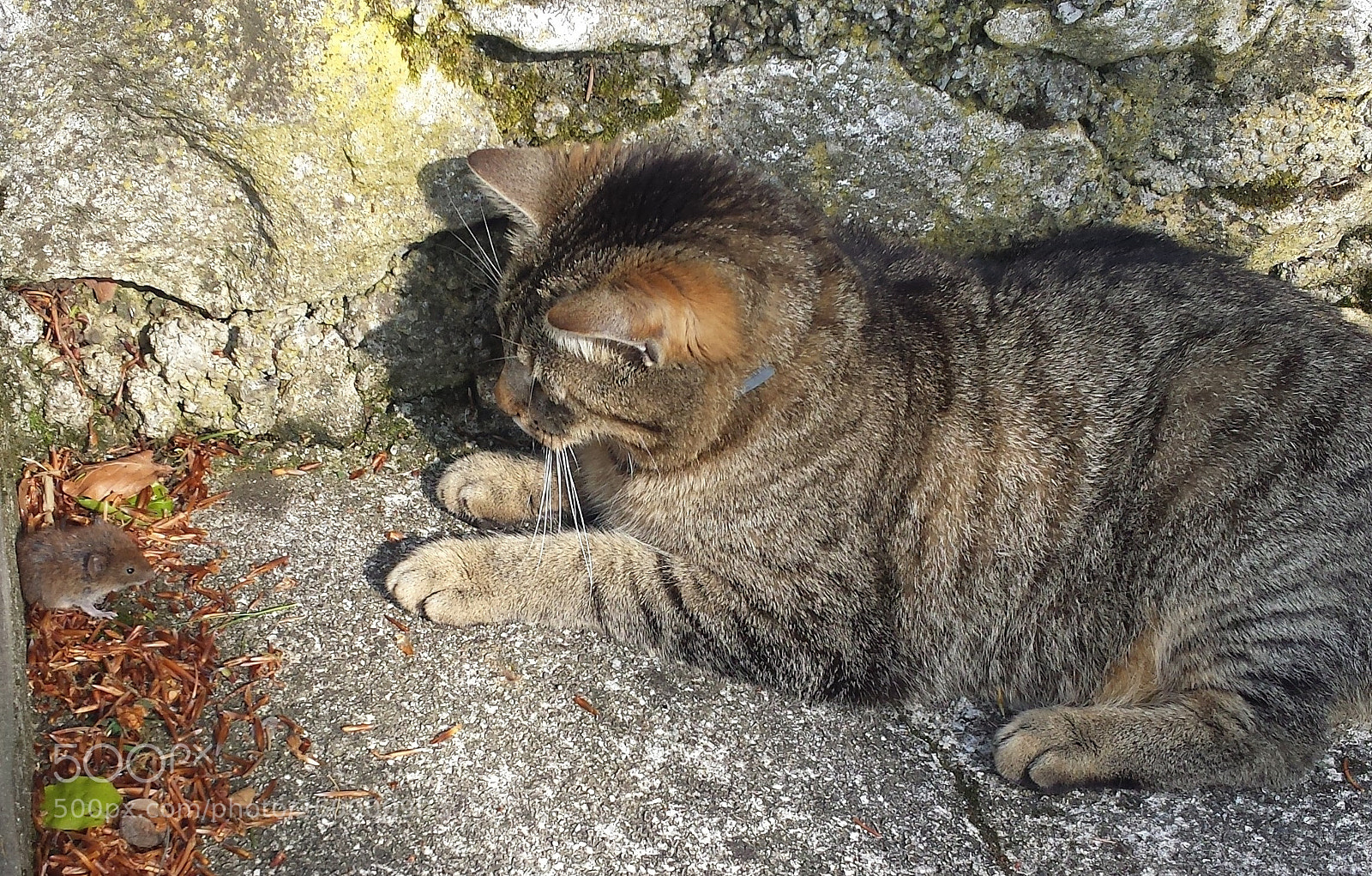 Samsung Galaxy S4 sample photo. Cat and mouse game photography