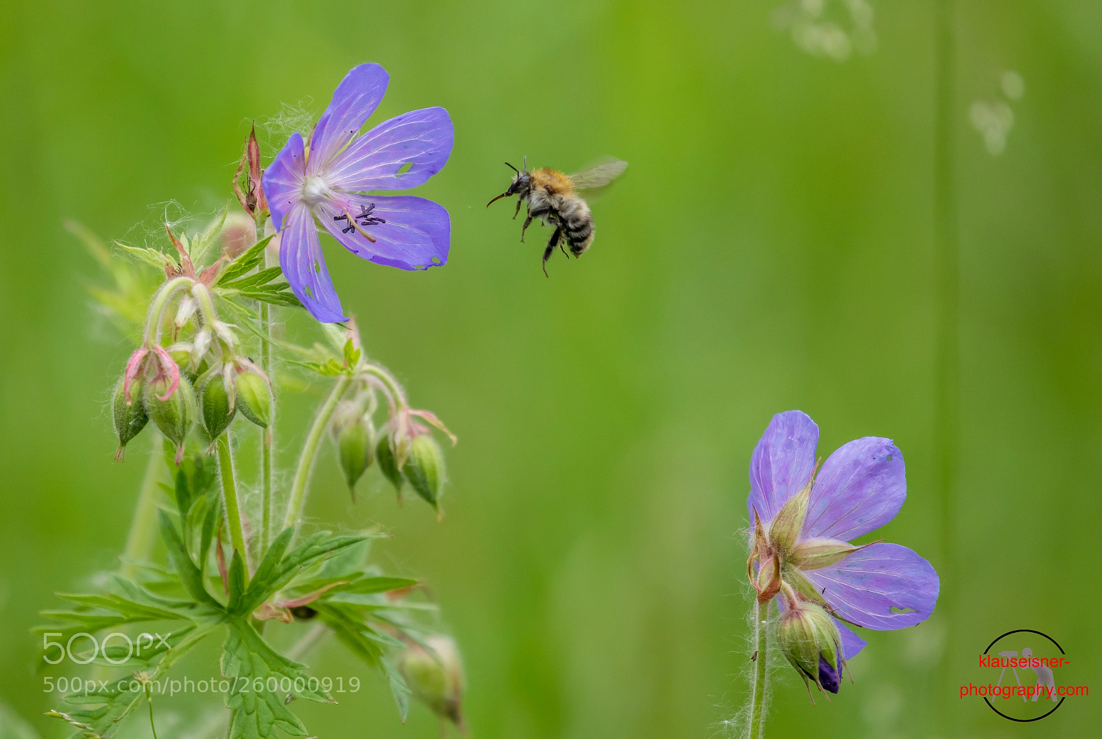 Canon EOS 5D Mark IV sample photo. Bee at work ii photography