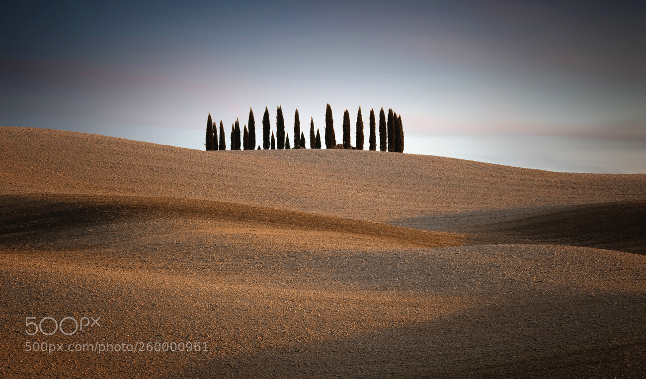 Canon EOS 6D sample photo. Cipressi di san quirico photography