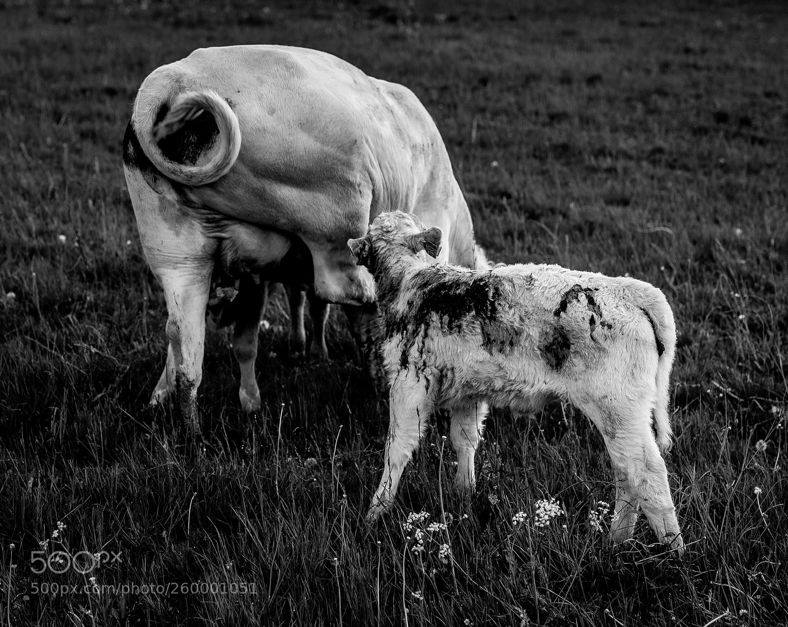 Nikon D750 sample photo. Angry cow photography
