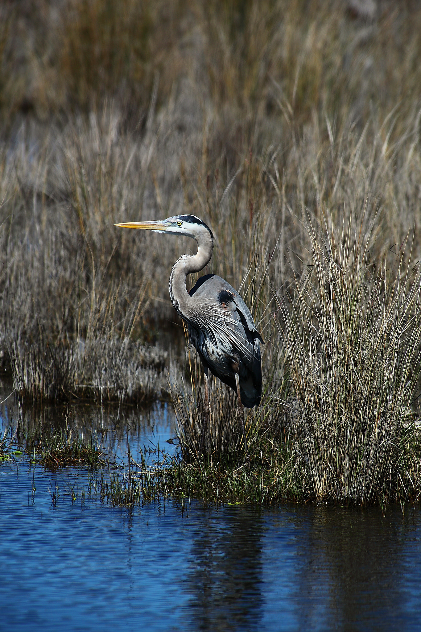 Canon EF 300mm f/2.8L + 2x sample photo. Mg photography