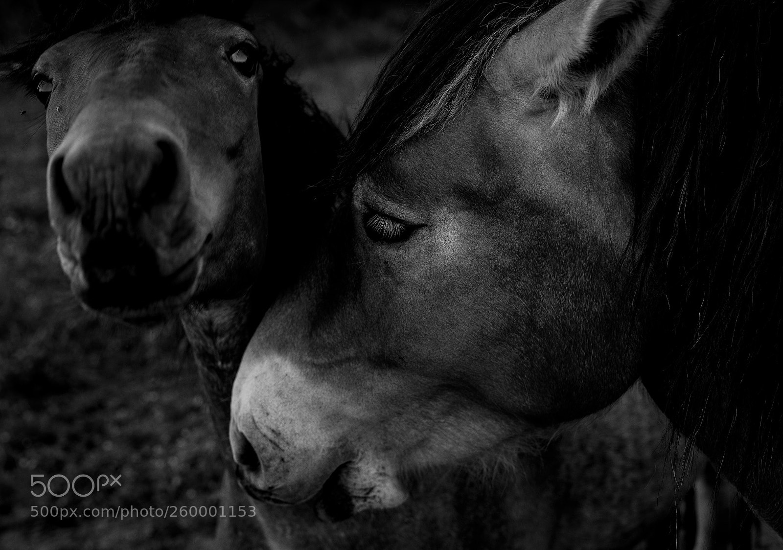 Nikon D750 sample photo. Horse selfie photography