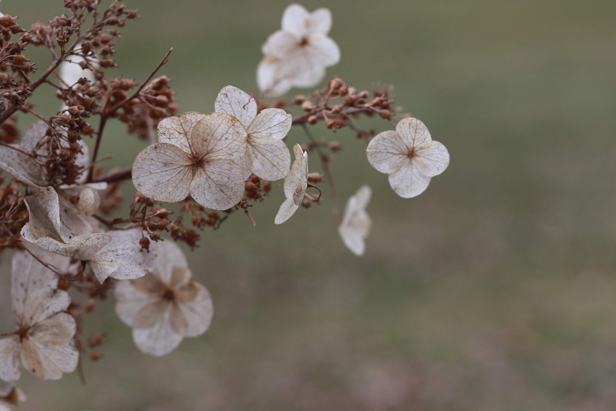 Canon EOS 80D + Canon EF 40mm F2.8 STM sample photo. Floral 1 photography