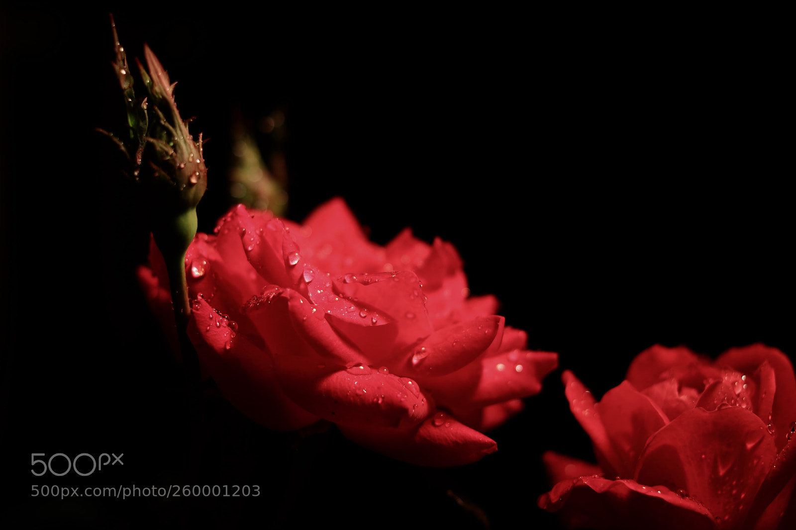 Canon EOS 80D sample photo. Roses 1 photography
