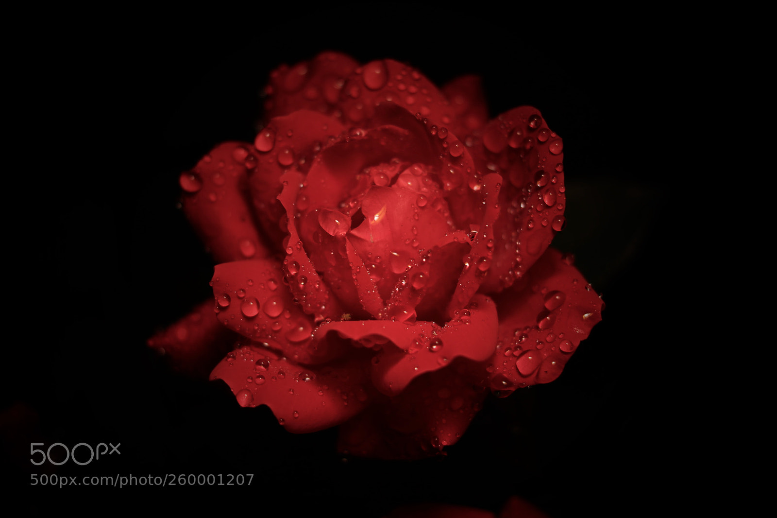 Canon EOS 80D sample photo. Roses 2 photography