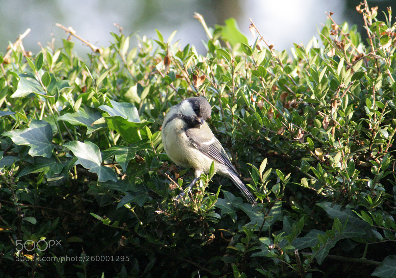 Canon EOS 1000D (EOS Digital Rebel XS / EOS Kiss F) sample photo. Sweet great tit photography