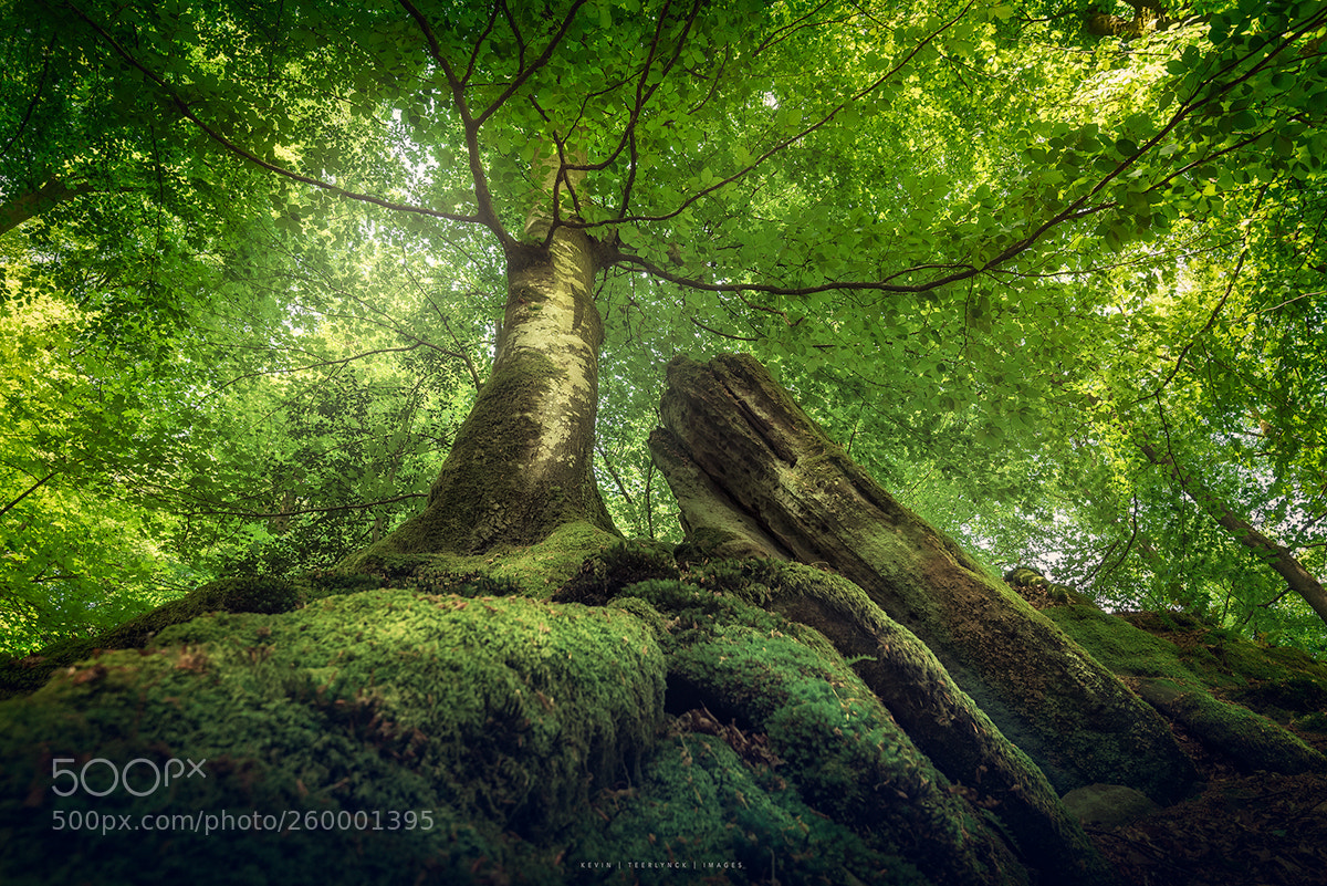 Nikon D750 sample photo. Deep in the forest photography