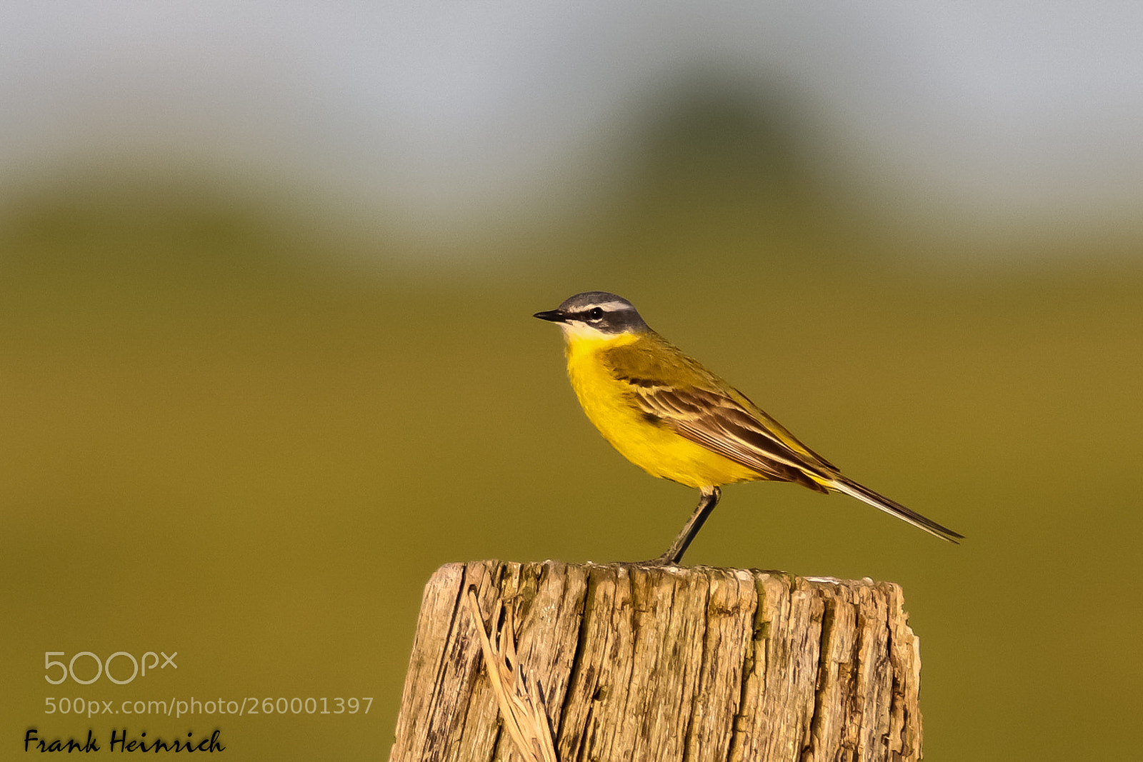 Canon EOS 80D sample photo. Motacilla flava / yellow wagtail photography