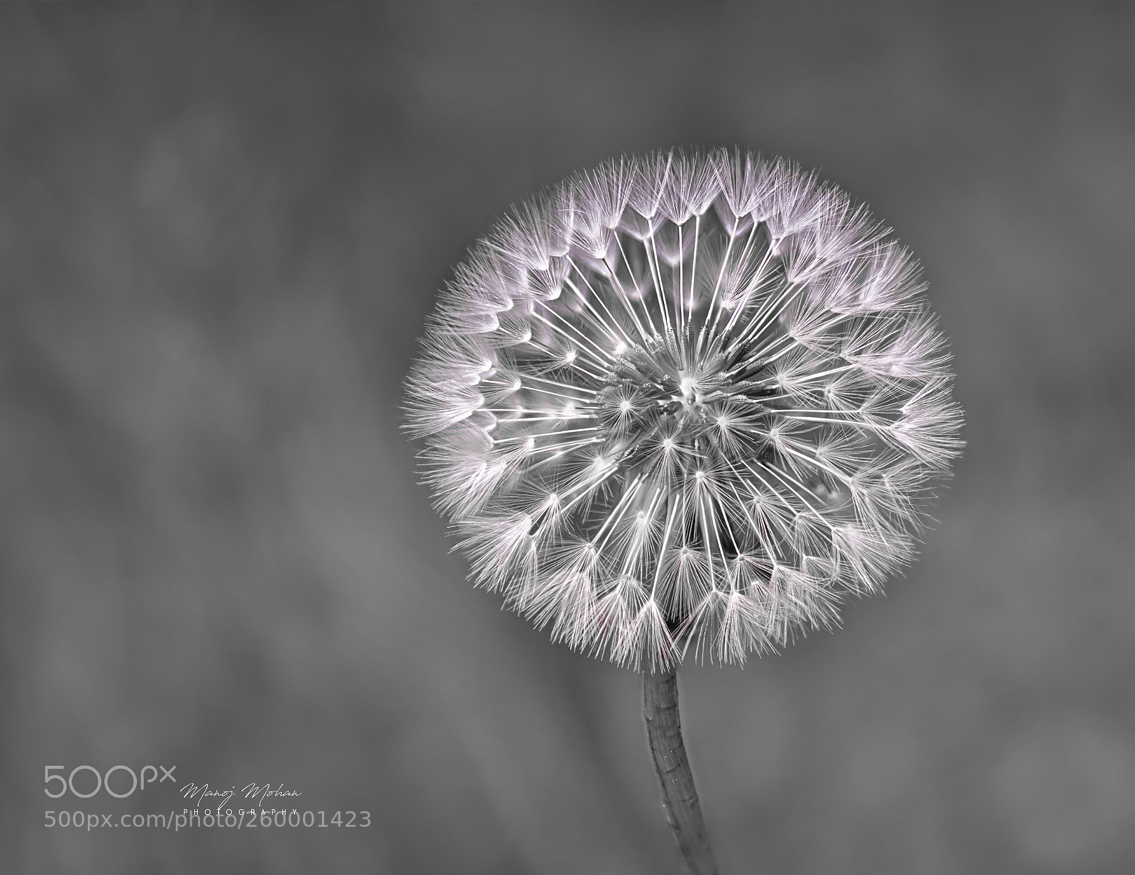 Sony ILCA-77M2 sample photo. Natures miracle photography