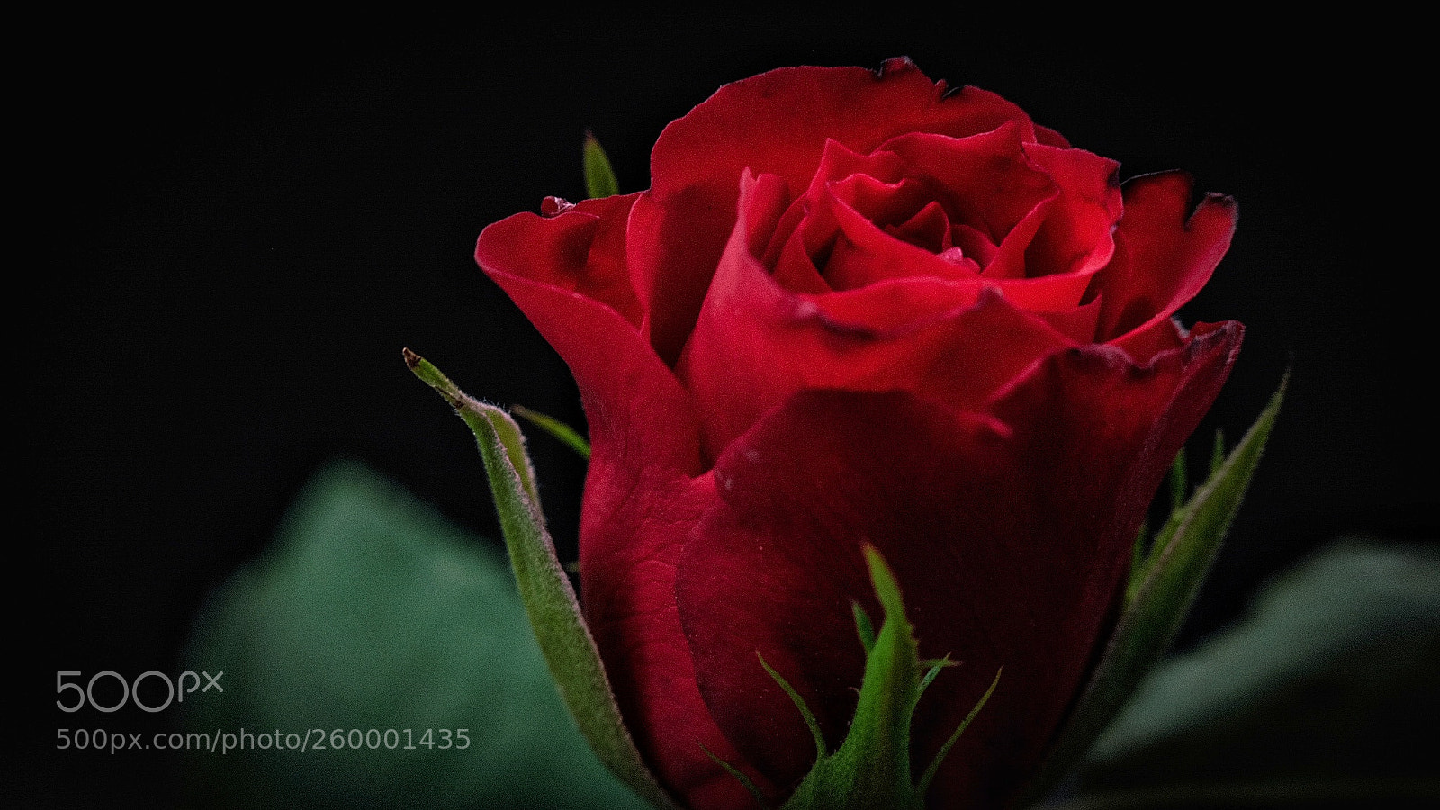 Fujifilm X-T10 sample photo. Rose photography