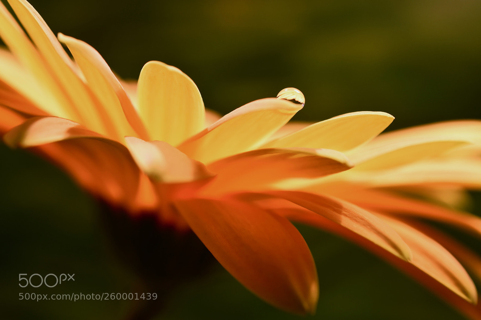 Nikon D5600 sample photo. Warmth photography