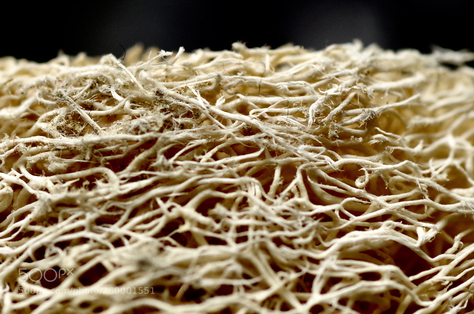 Pentax K-30 sample photo. Sea sponge
 photography