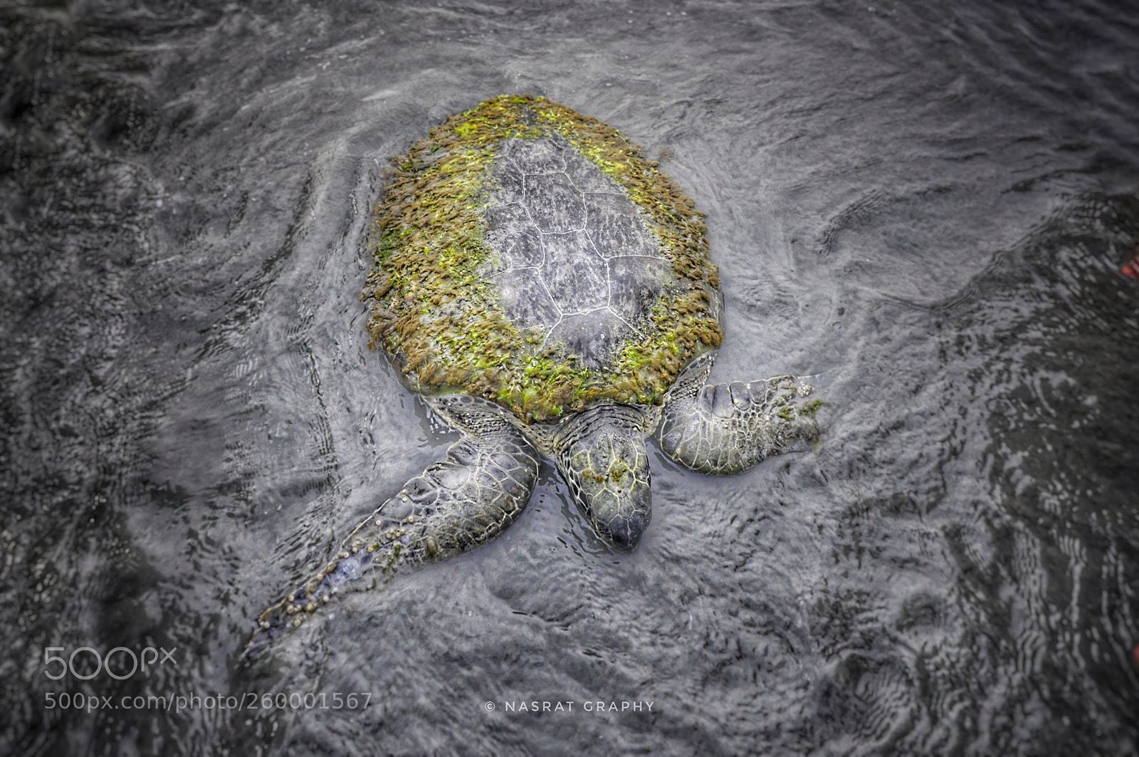 Nikon D90 sample photo. The old turtle. photography