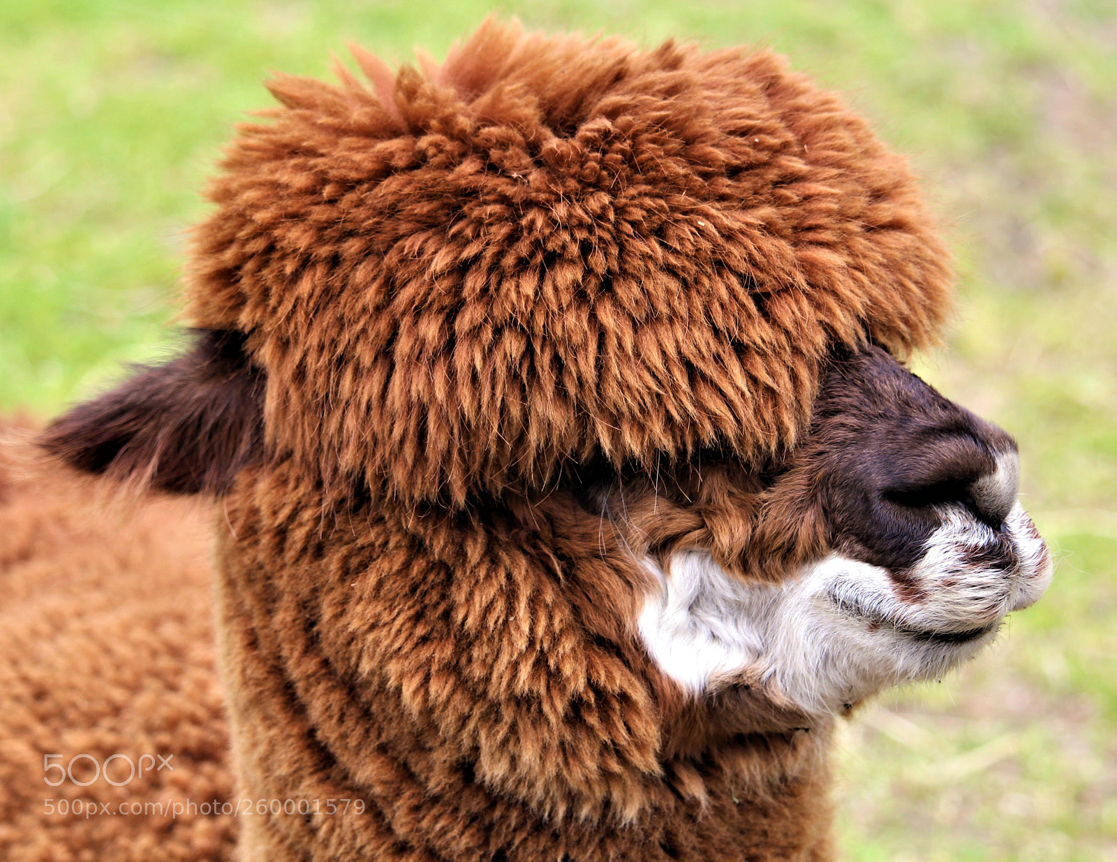 Canon EOS 1200D (EOS Rebel T5 / EOS Kiss X70 / EOS Hi) sample photo. Alpaca in tollcross park. photography