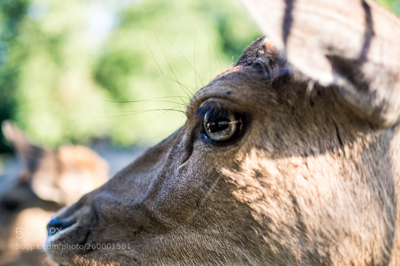 Olympus OM-D E-M10 sample photo. Baby deer photography