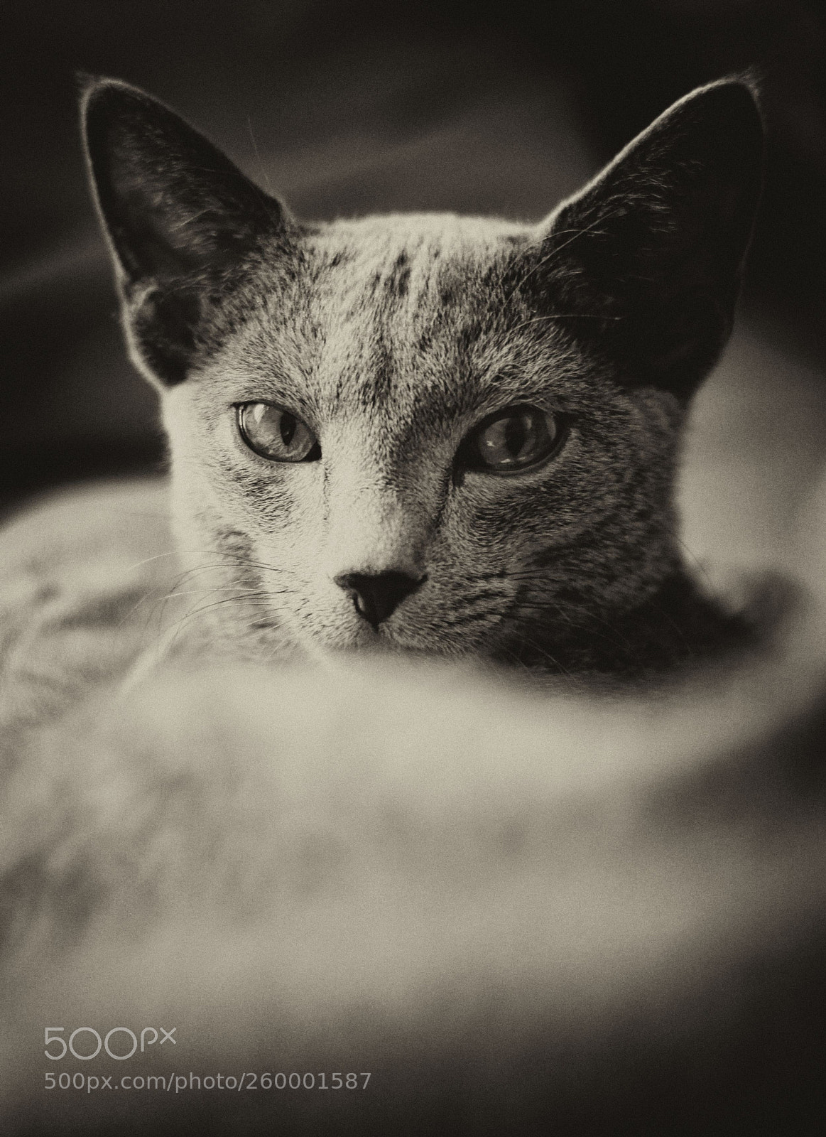 Canon EOS 7D sample photo. Russian blue cat vintage photography