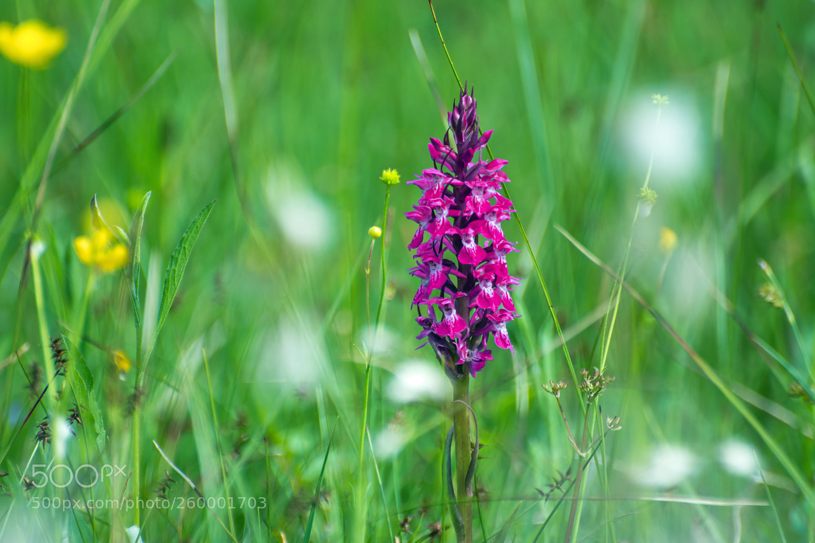 Nikon D7100 sample photo. The queen photography