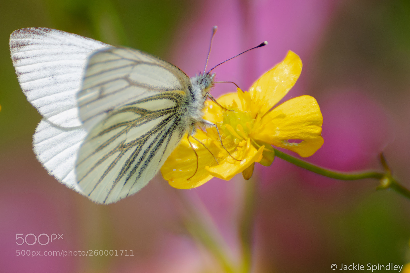 Canon EOS 7D Mark II sample photo. Green-veined white butterfly photography