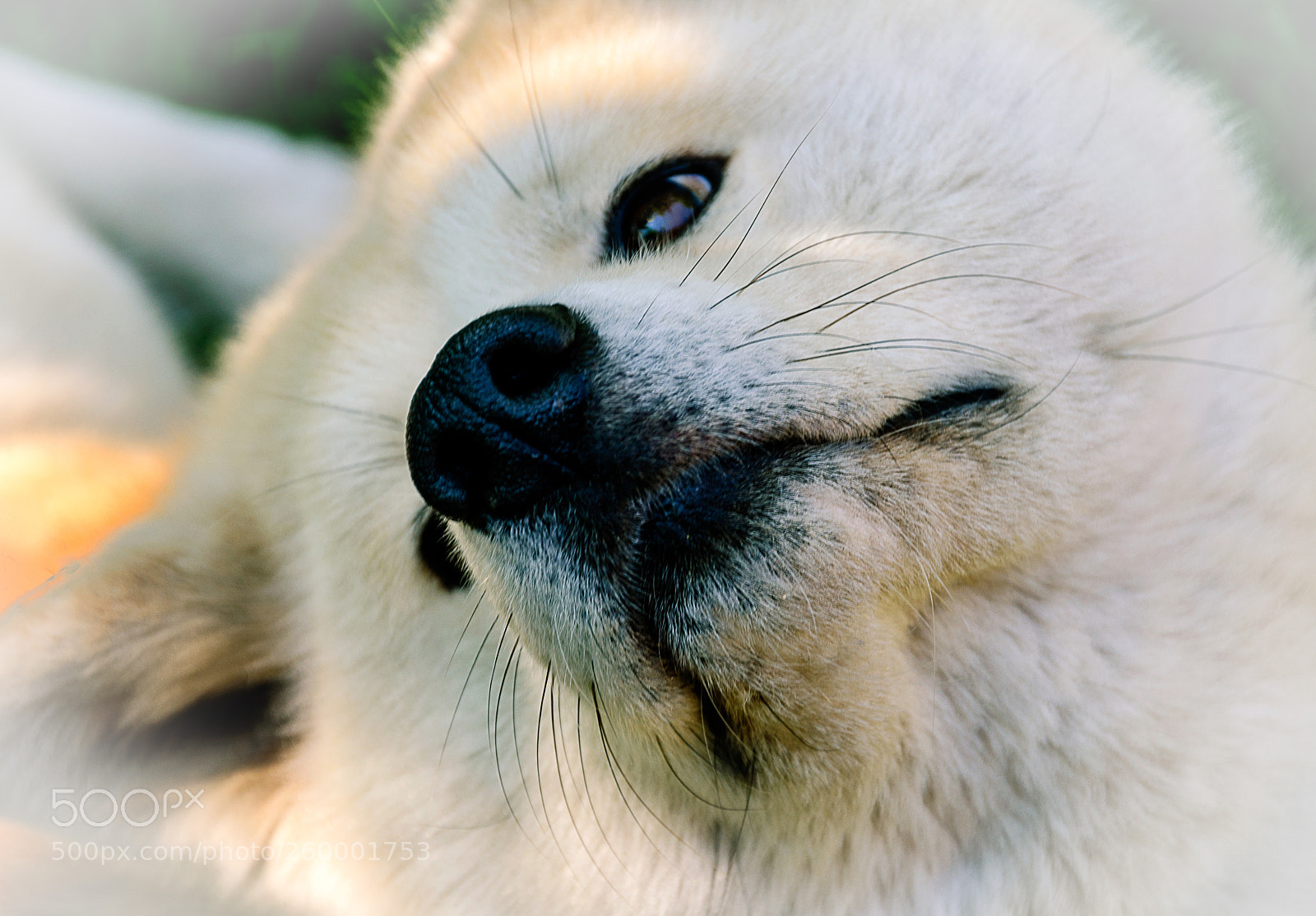 Nikon D90 sample photo. My akita inu photography