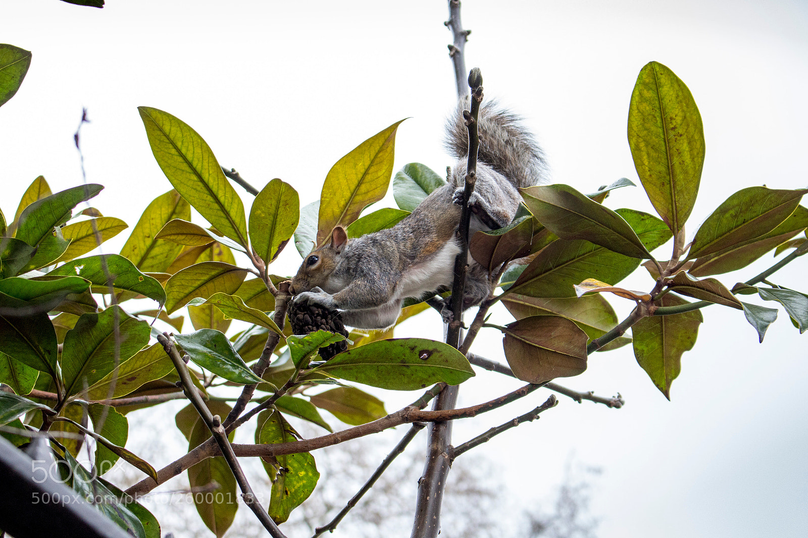 Canon EOS 700D (EOS Rebel T5i / EOS Kiss X7i) sample photo. Squirrel photography
